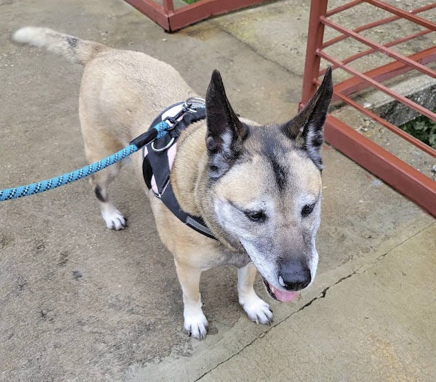 A Quick Update by Rachel D. Adams