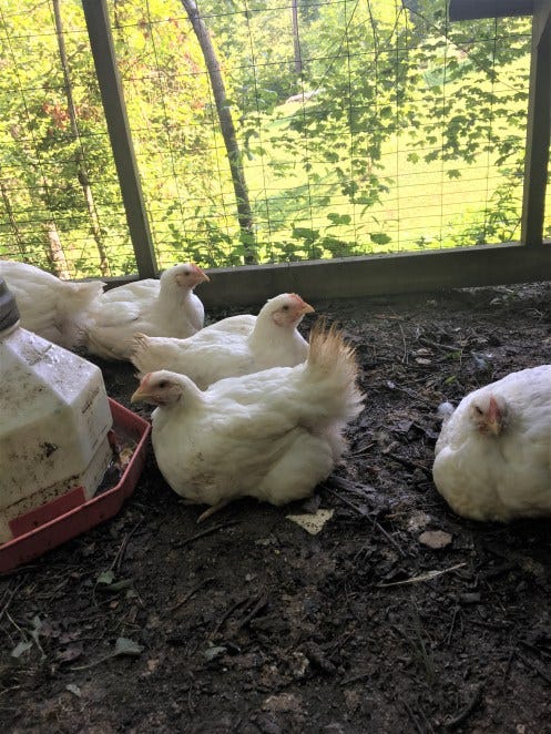 What You Need to Know About Raising Cornish Cross Chickens for Meat ...