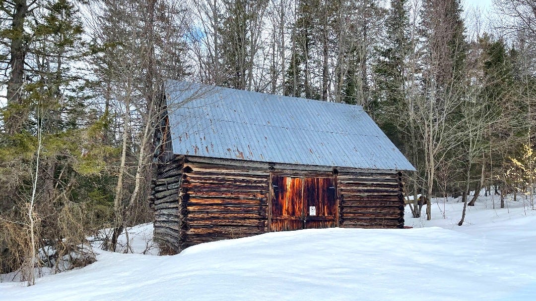 The Canadian Winter is Perfect for Birdwatching