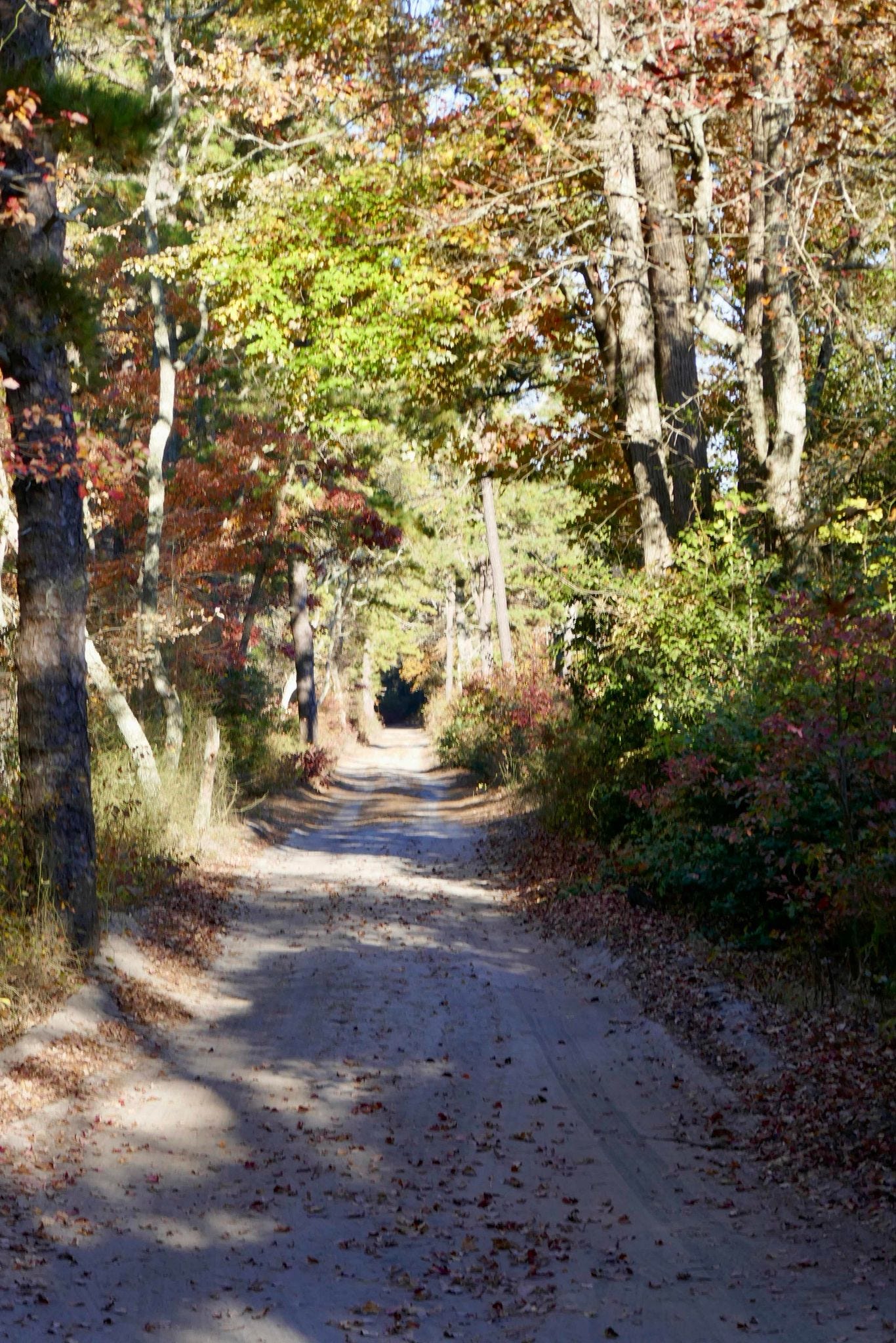 A Village In A Swamp In New Jersey by garybaumgarten