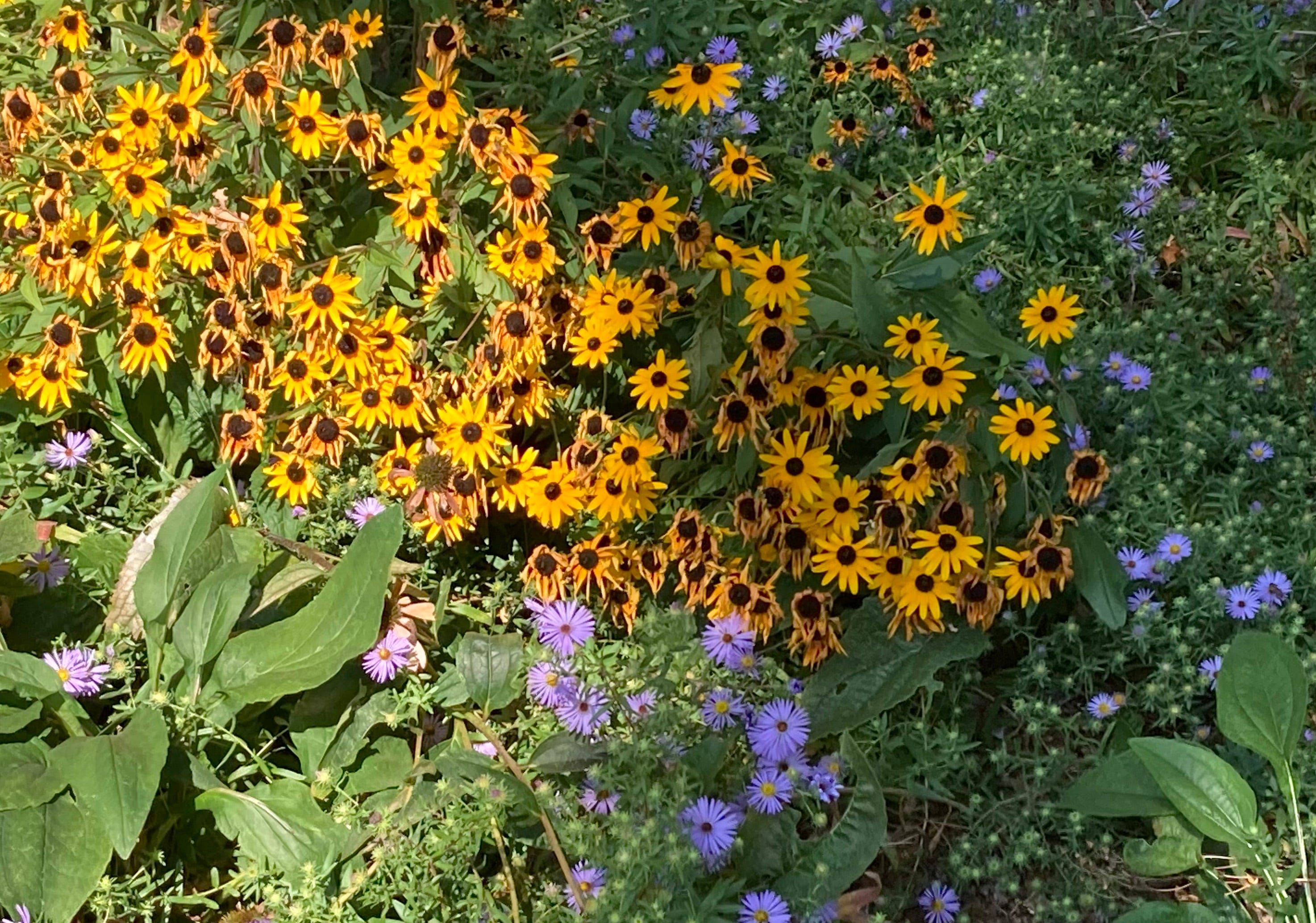 Fall Flowers by Margaret Tomlinson The Generous Garden