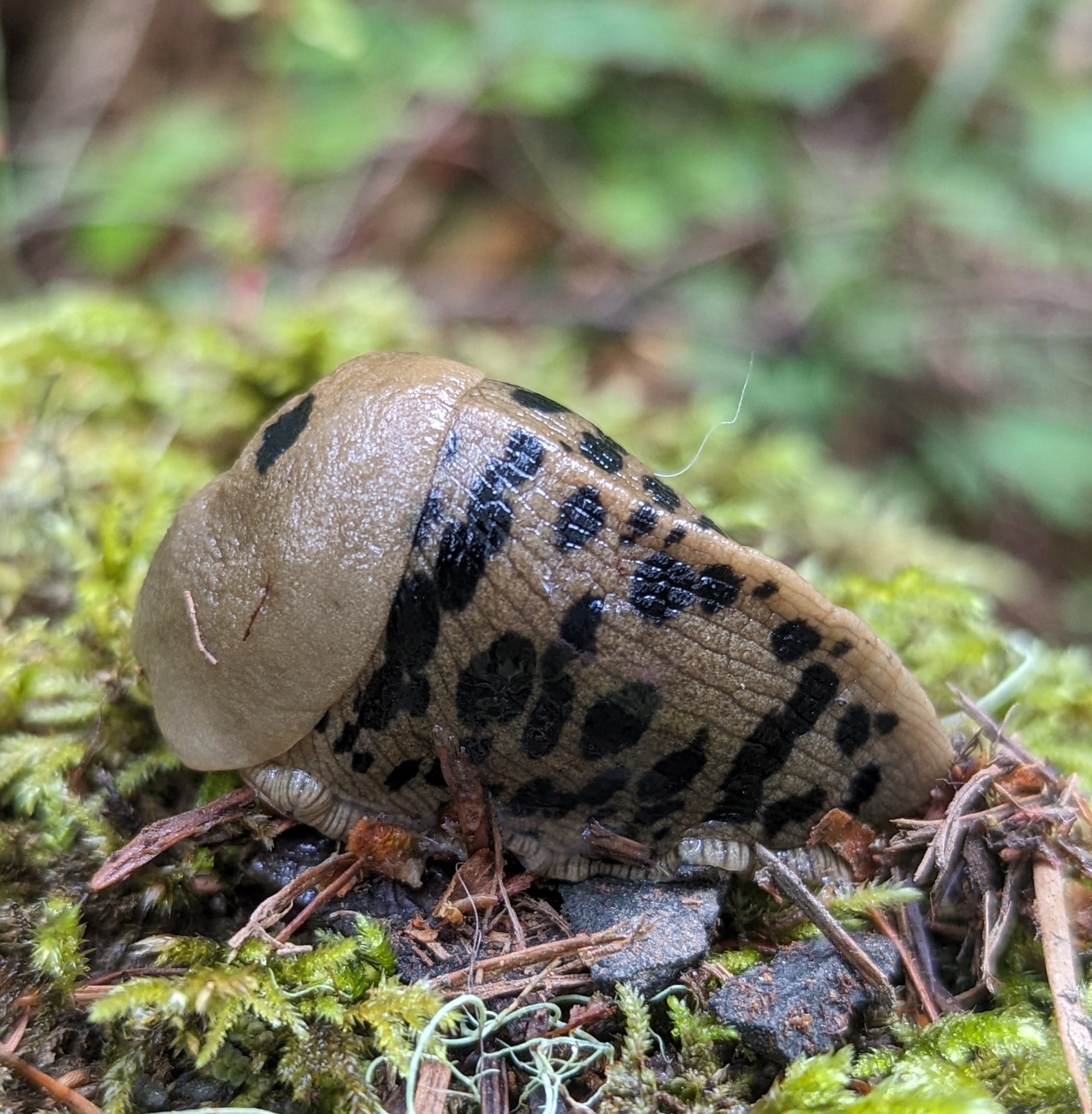 Is it a Banana Slug, or Is it Poop? - by Melissa Hart