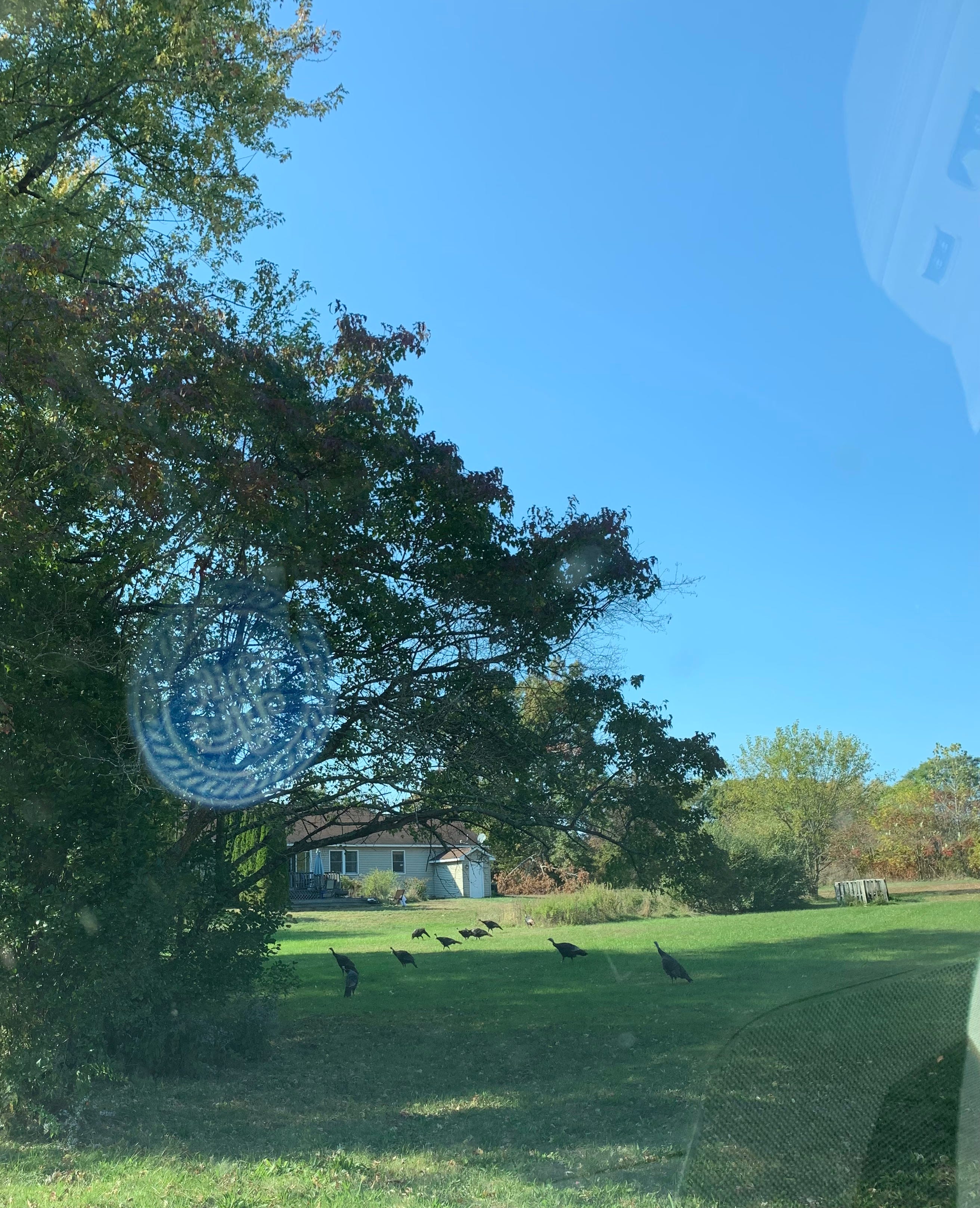 Northern Lights and turkeys by Liz This is Being Alive