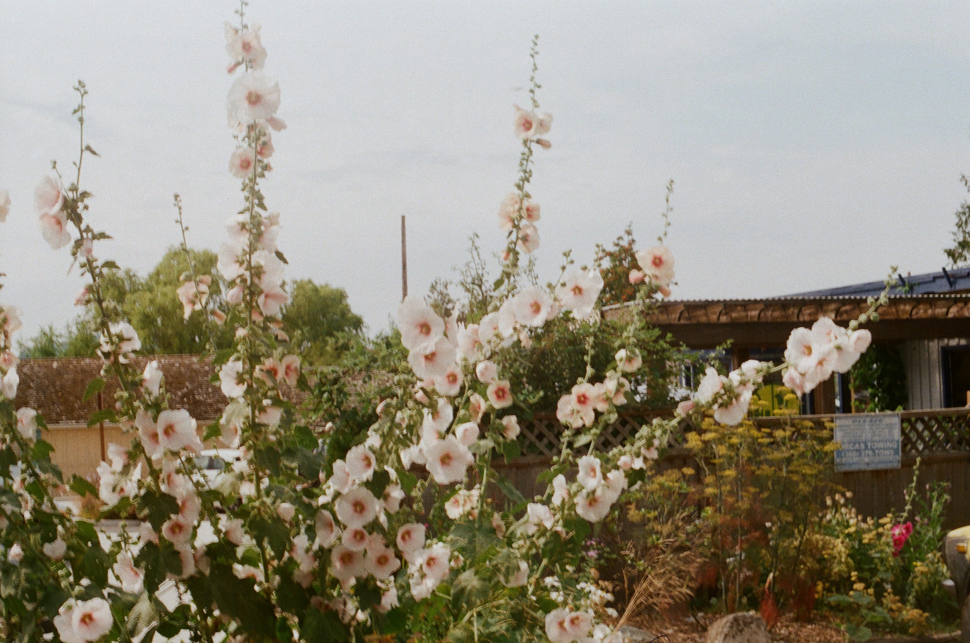 equinox sale & milky oat love