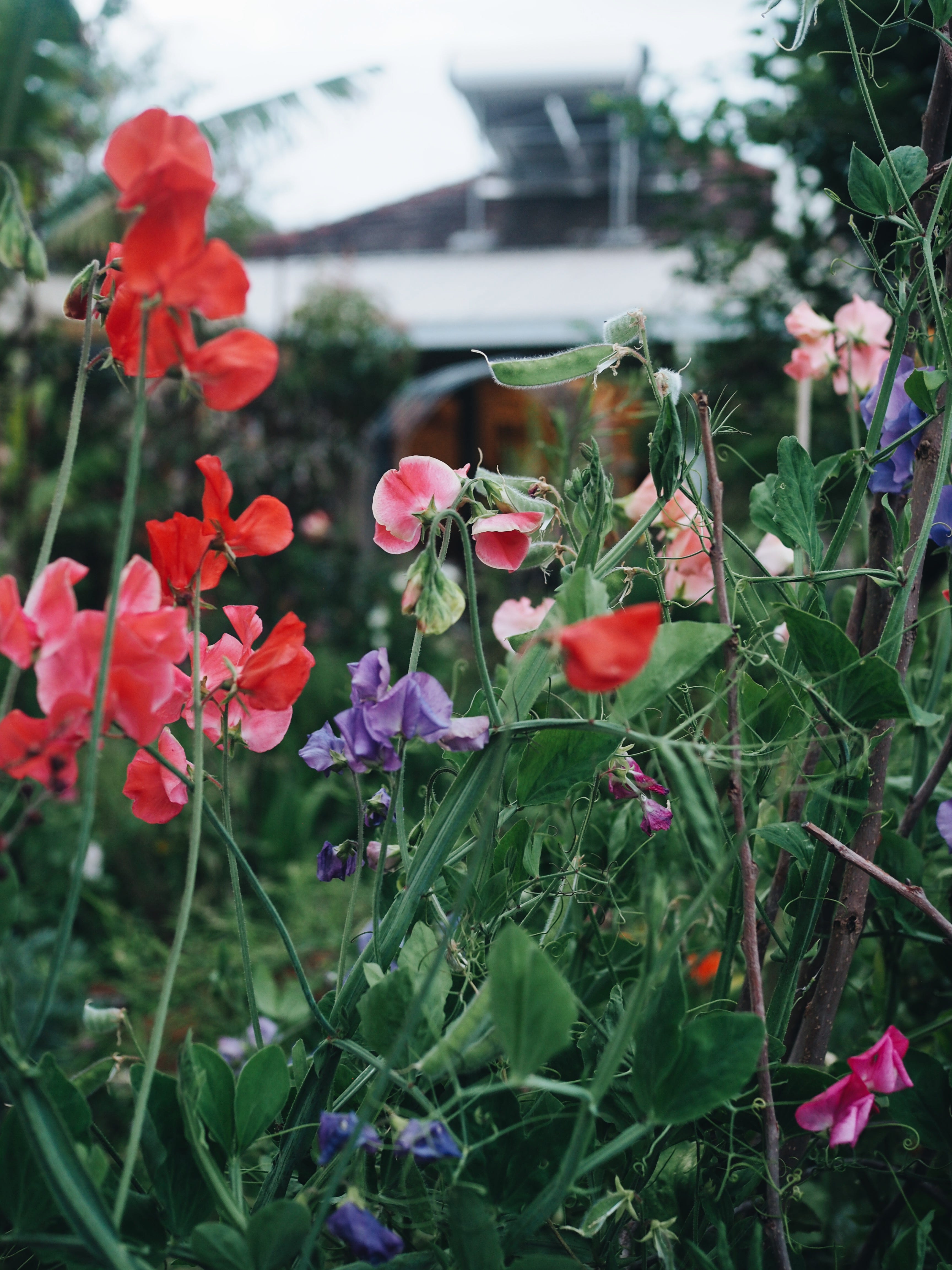 How to Grow a Good Garden: Cultivate Your Green Thumb!