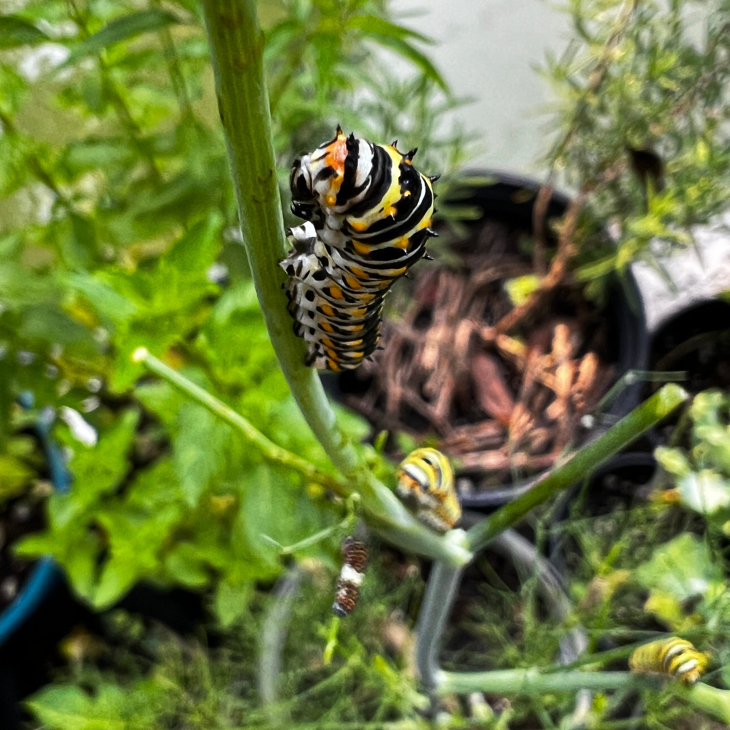 The Fetching Butterflies Leak: Will They Get Away With It? - 2l9408g