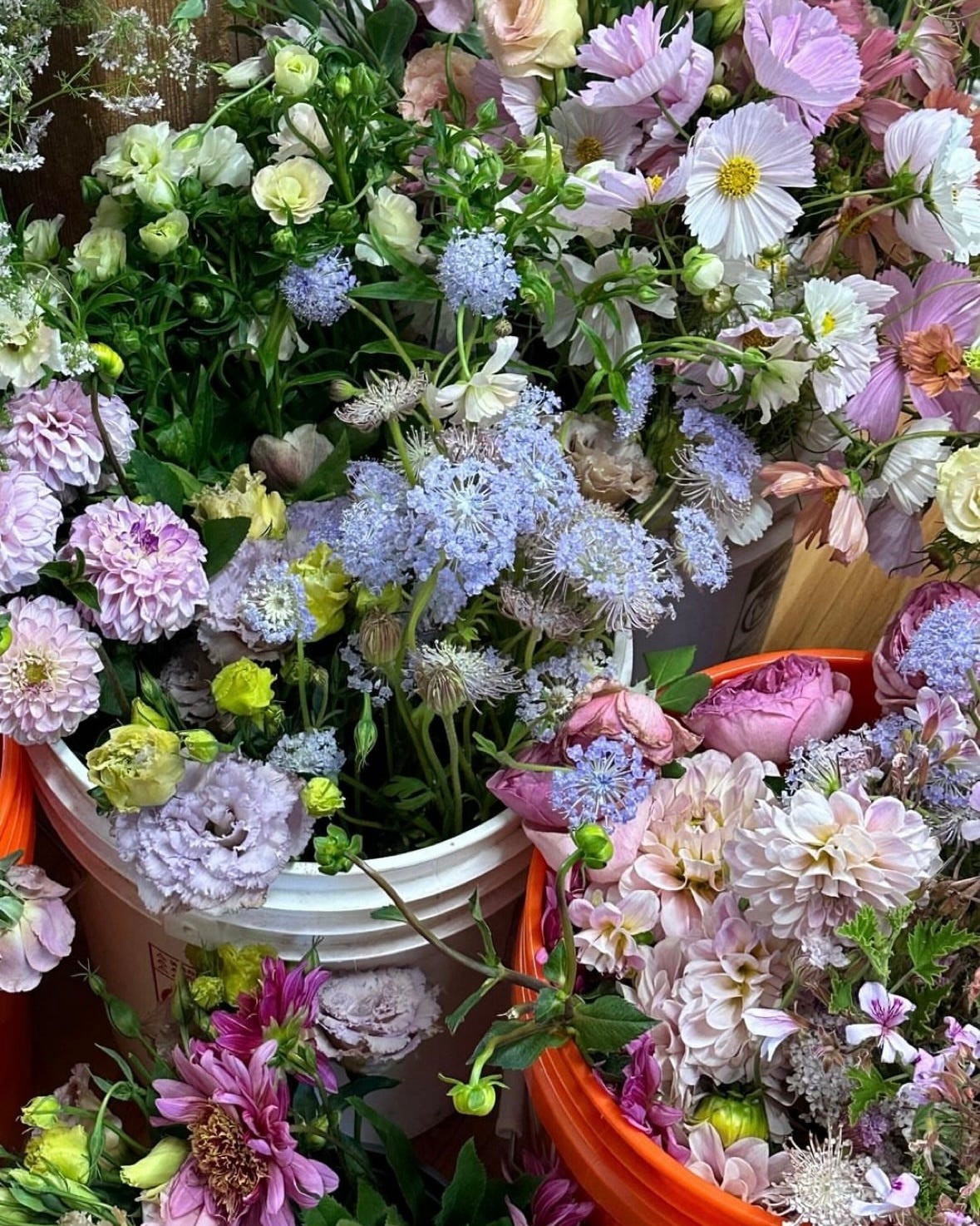 Plugs — Shelby Kay Reed The Angel