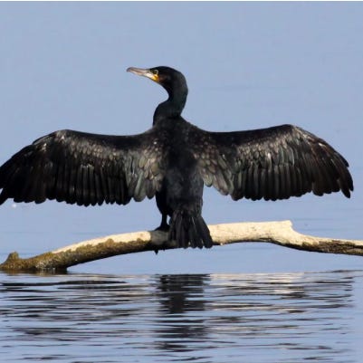 The Cormorant logo