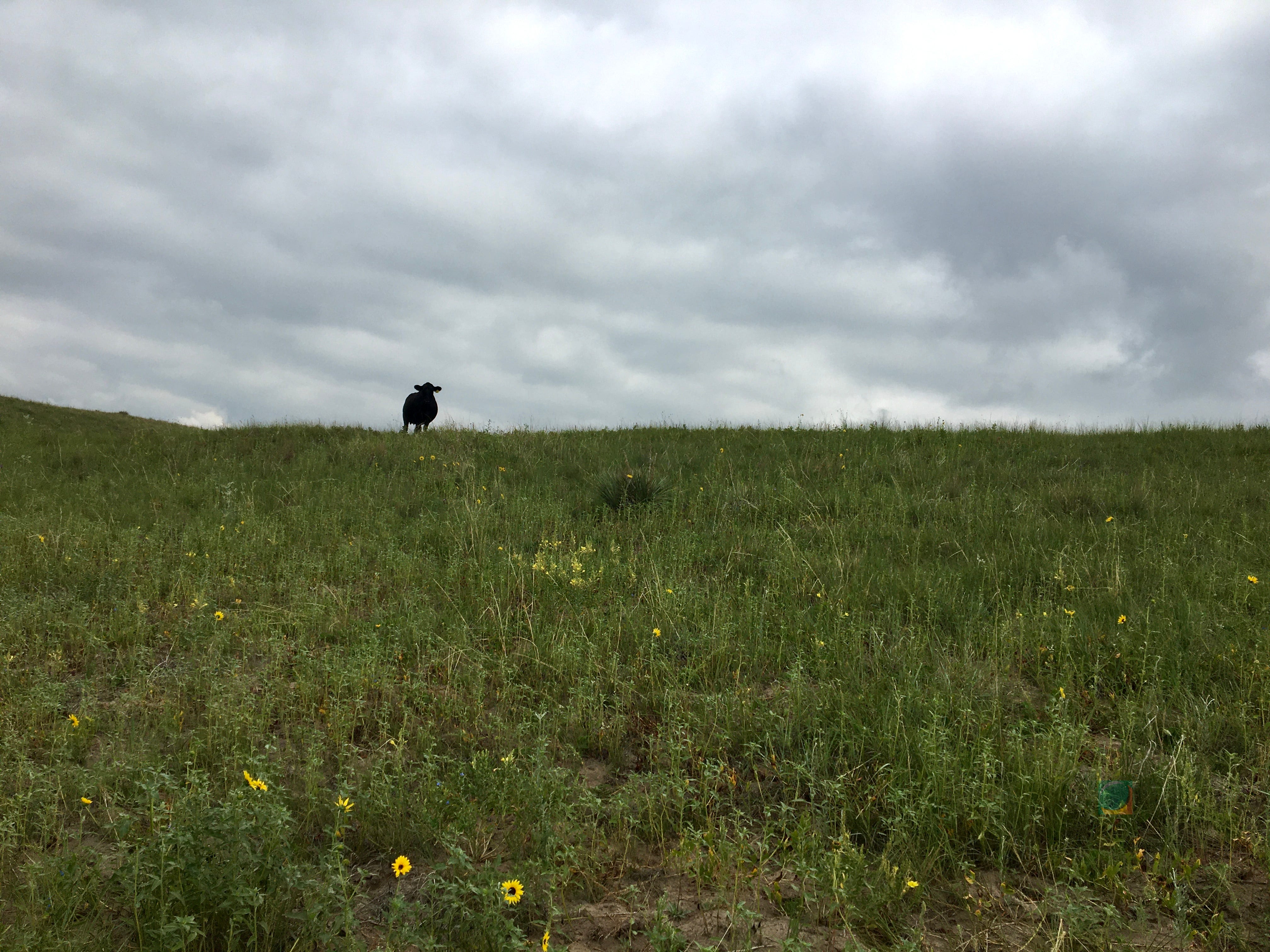 Checking Calves - By Kate Giffin - Experiments In Poetry