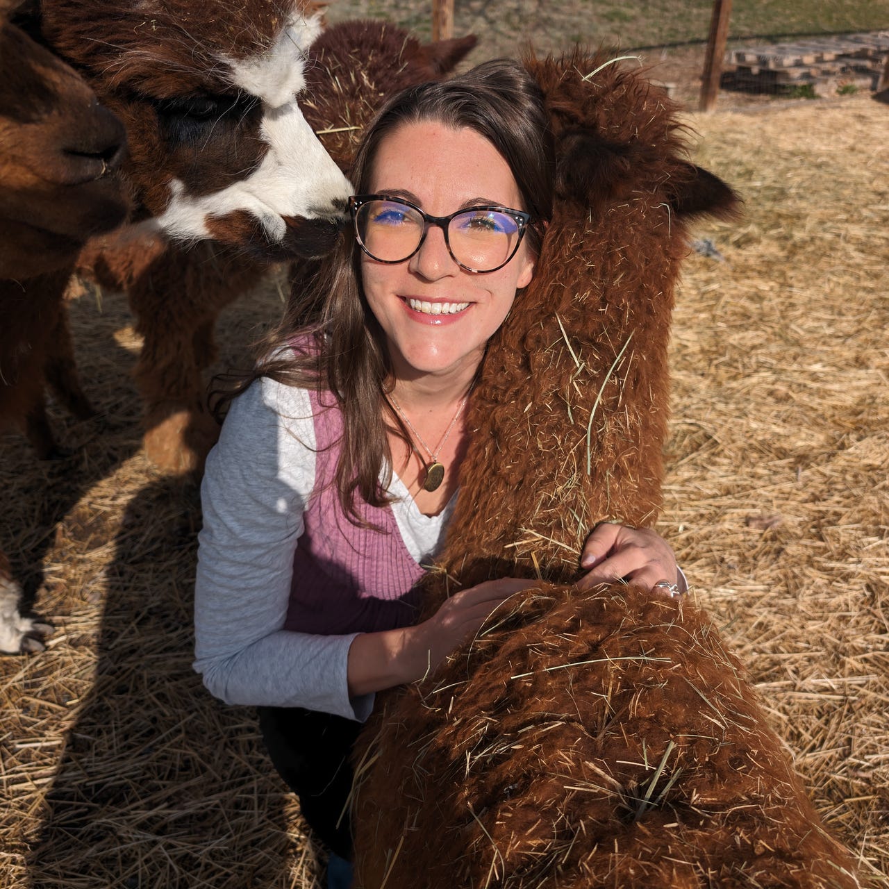 Life Among the Alpacas