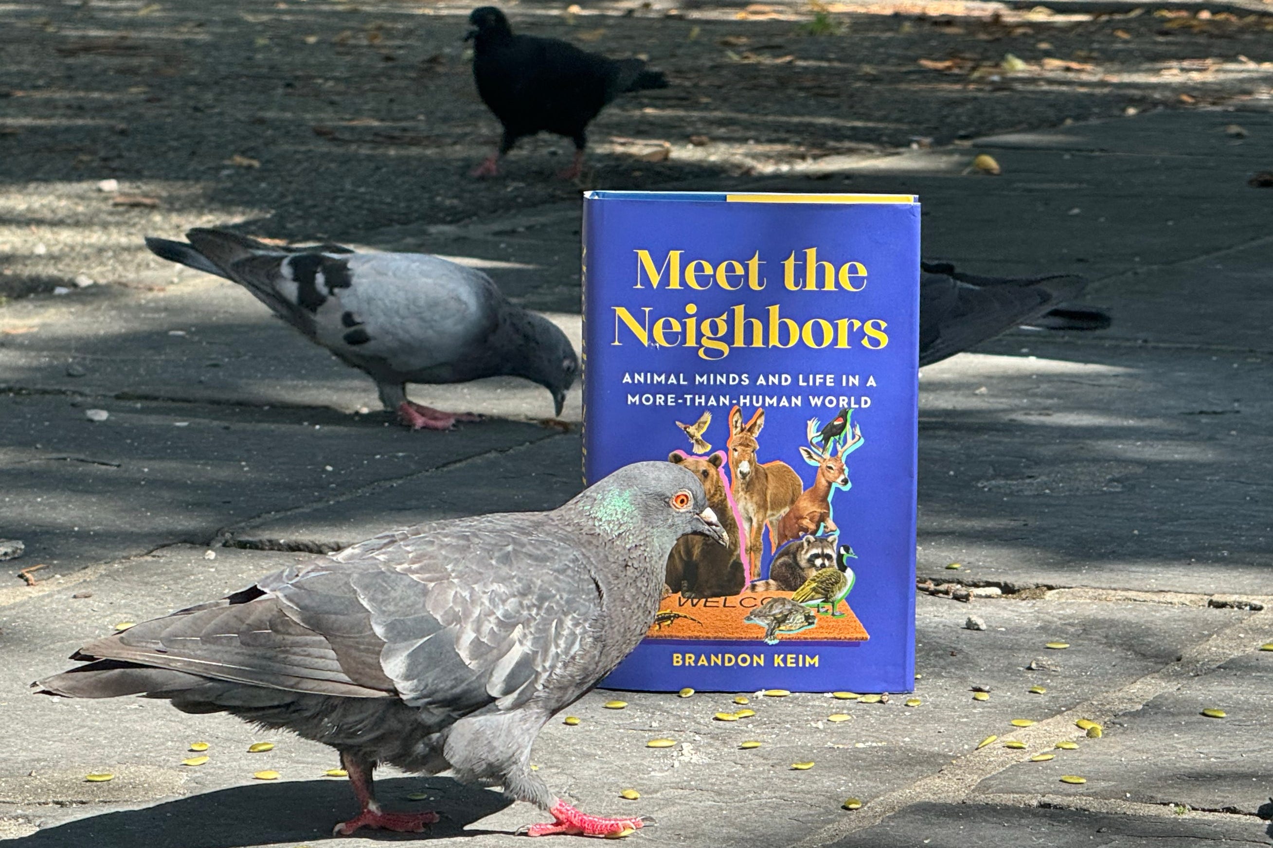 Aster Season, Beaver Sounds, Christianity + Animals, My Cookie Recipe