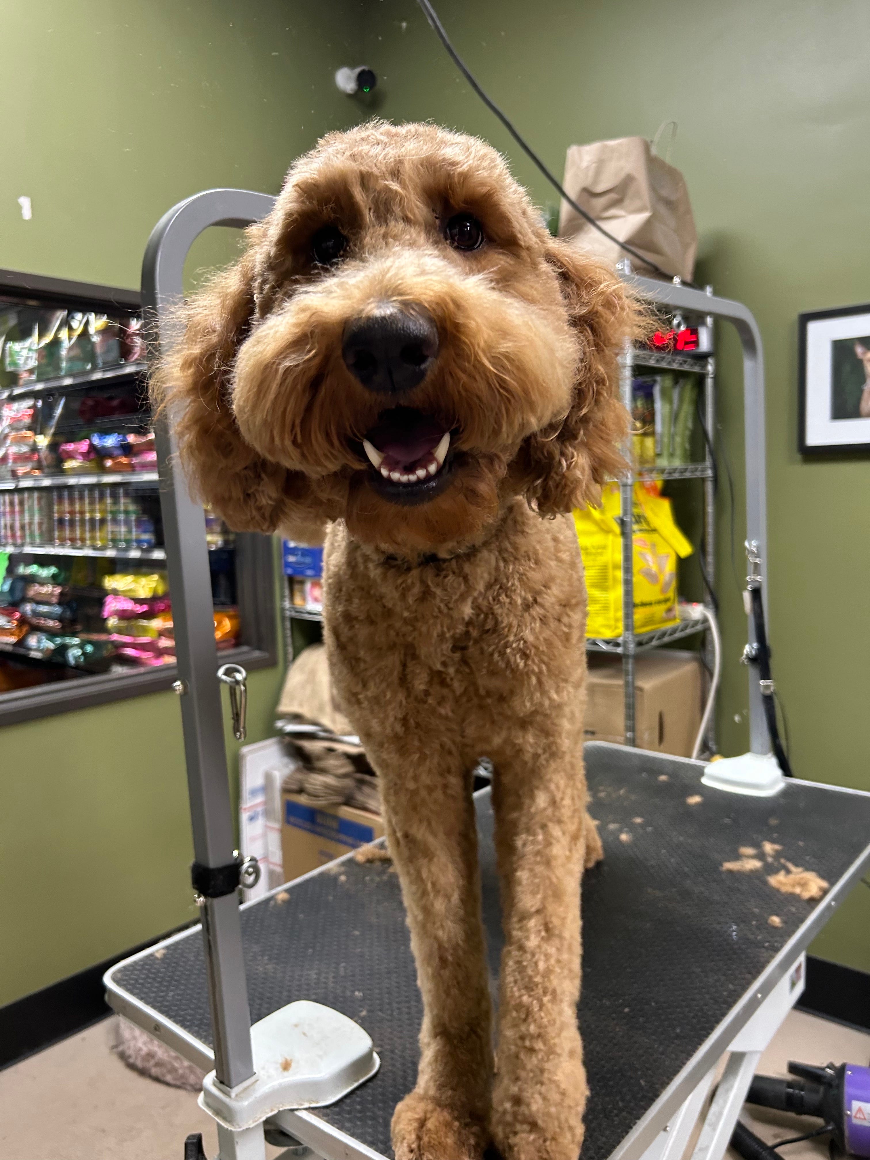 Tips On Preventing Matting On Your Dog's Coat