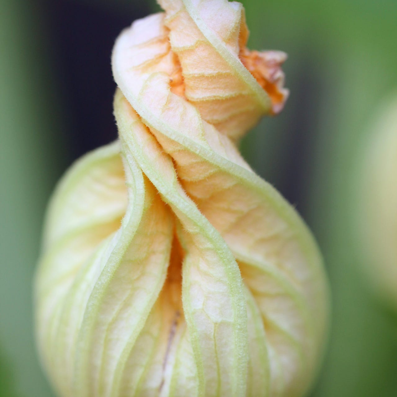 The Great Unfurling