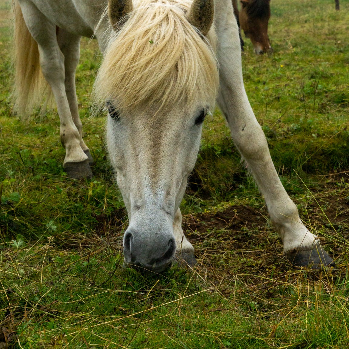 When I Talk About Love, I Talk About Horses