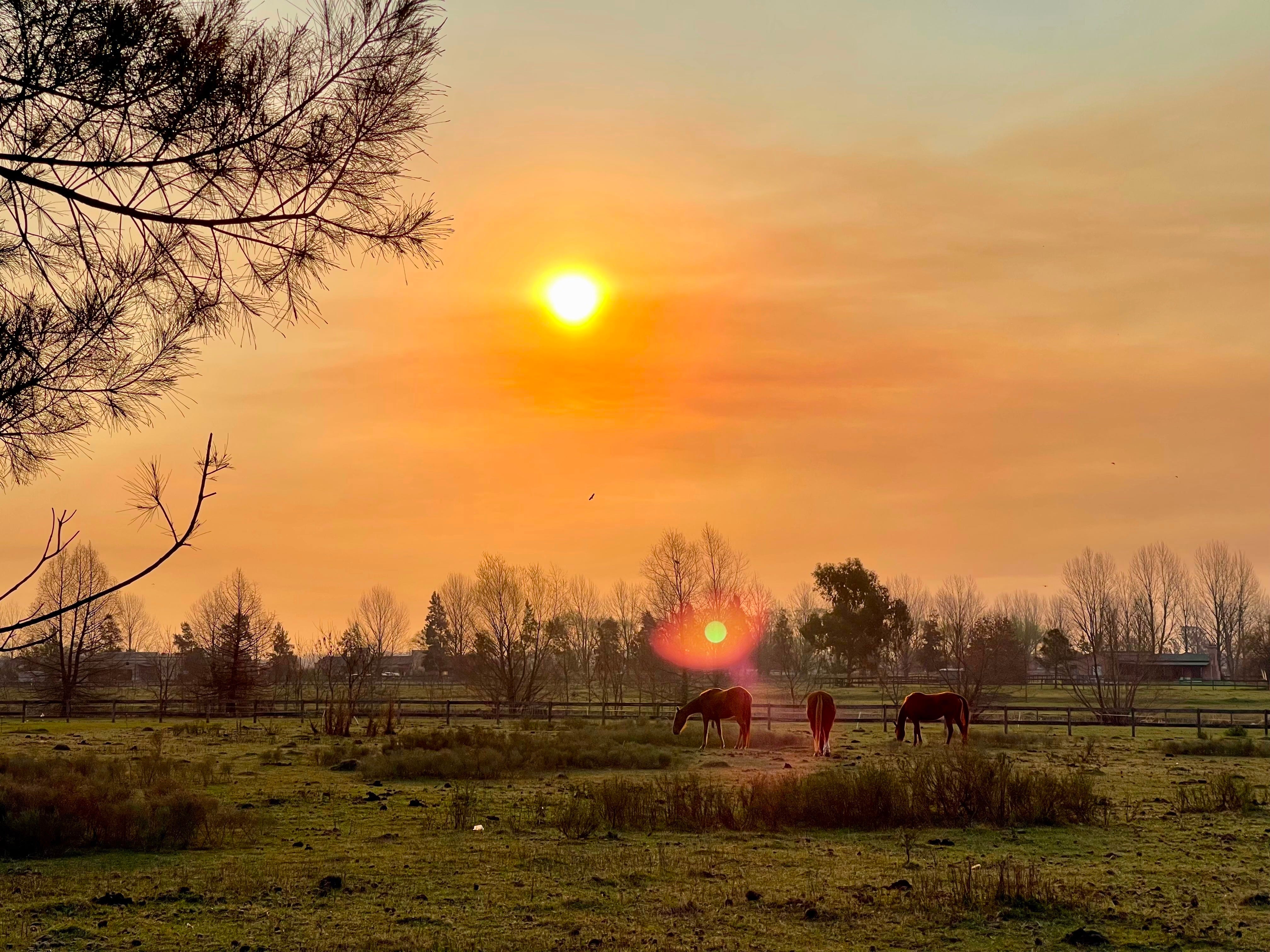 Argentina Estancias & Gaucho Culture