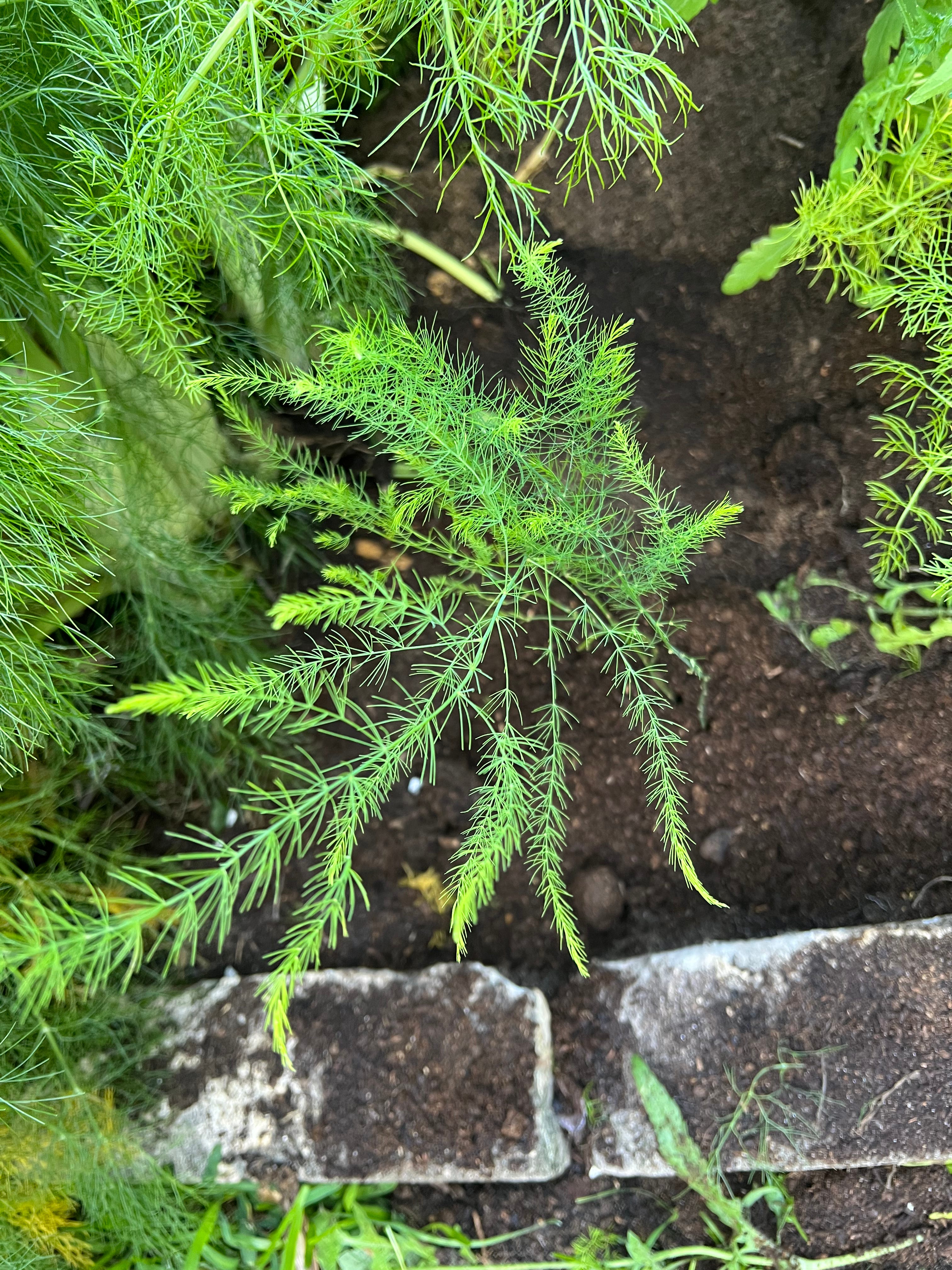Grow, harvest & cook | asparagus - by Casey Lister