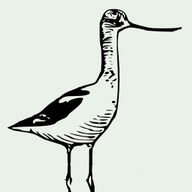 American Avocet