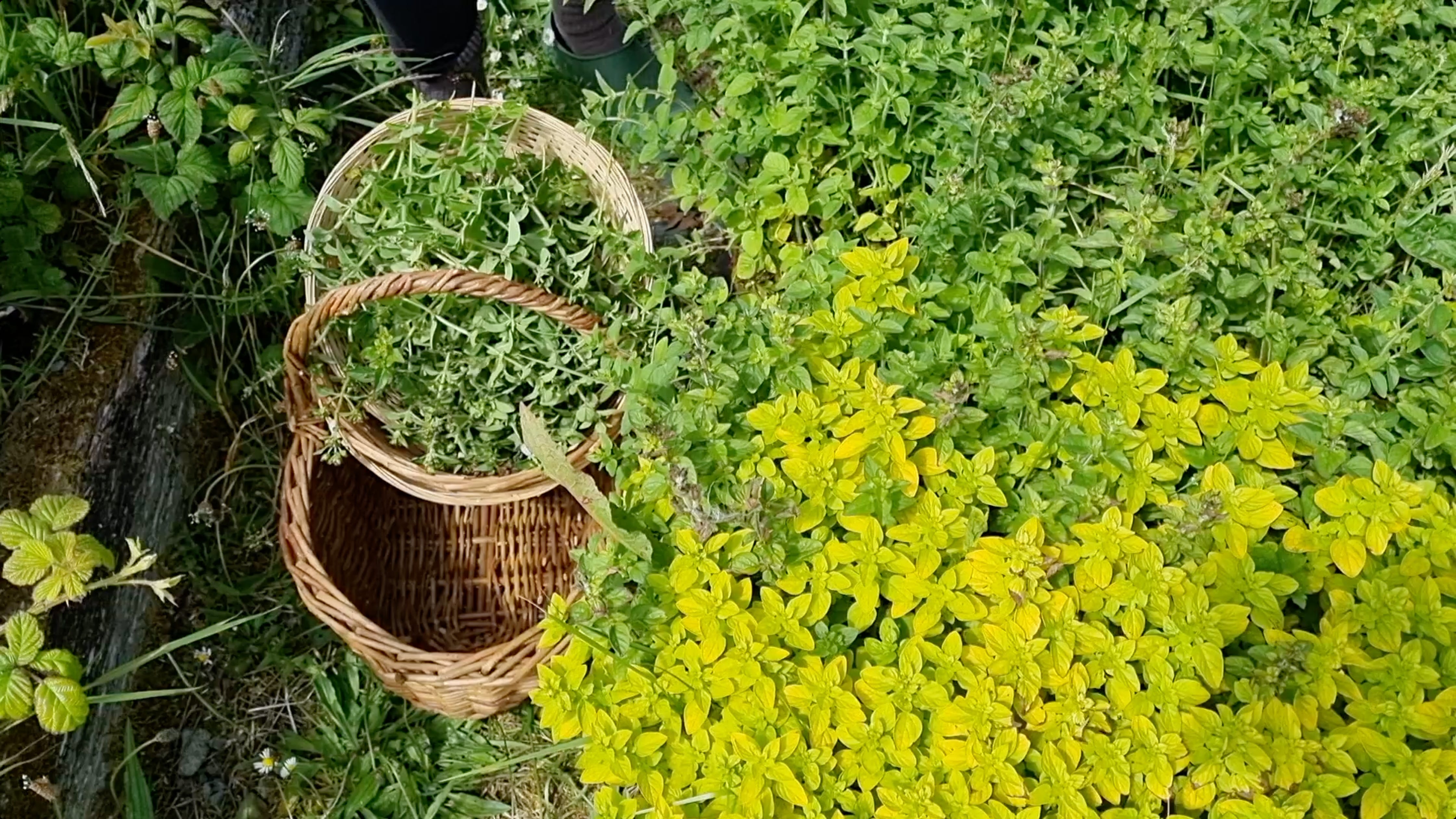 Herbal Medicine Danu's Irish Herb Garden Substack