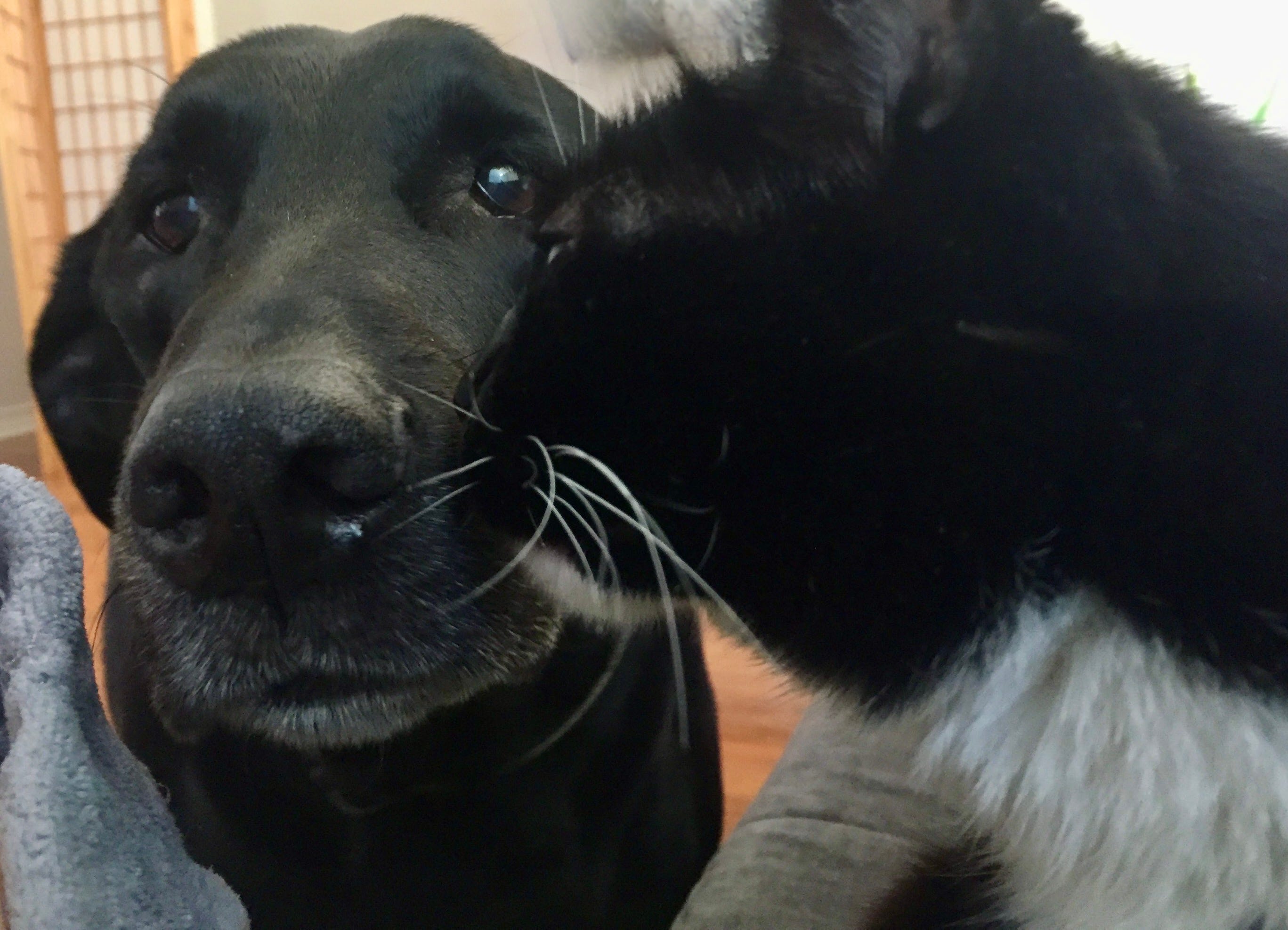 Messages from Our Pets by Jennifer Walz,Medium