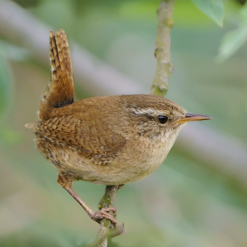 The Scry o the Vran (proclamation of the wren)