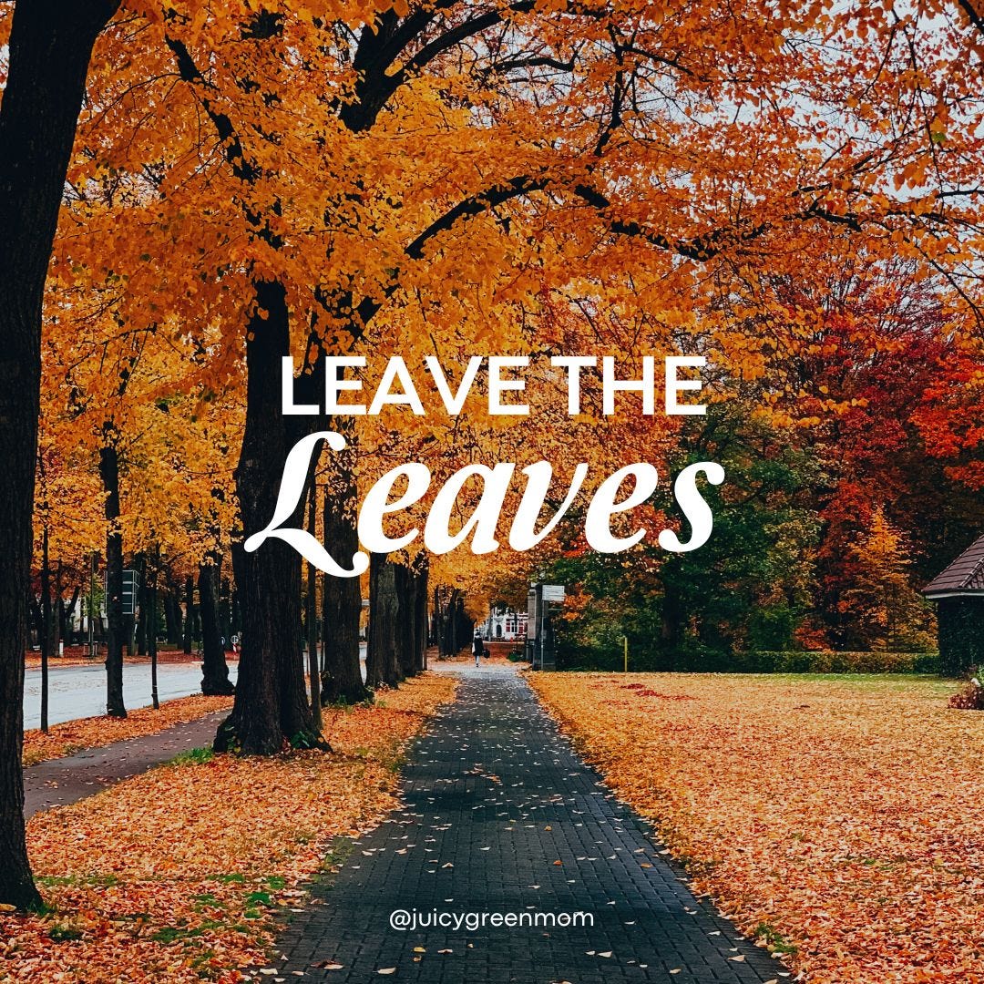 October Leaves, TaNehisi Coates, Junior High & MEDIA CLUB!