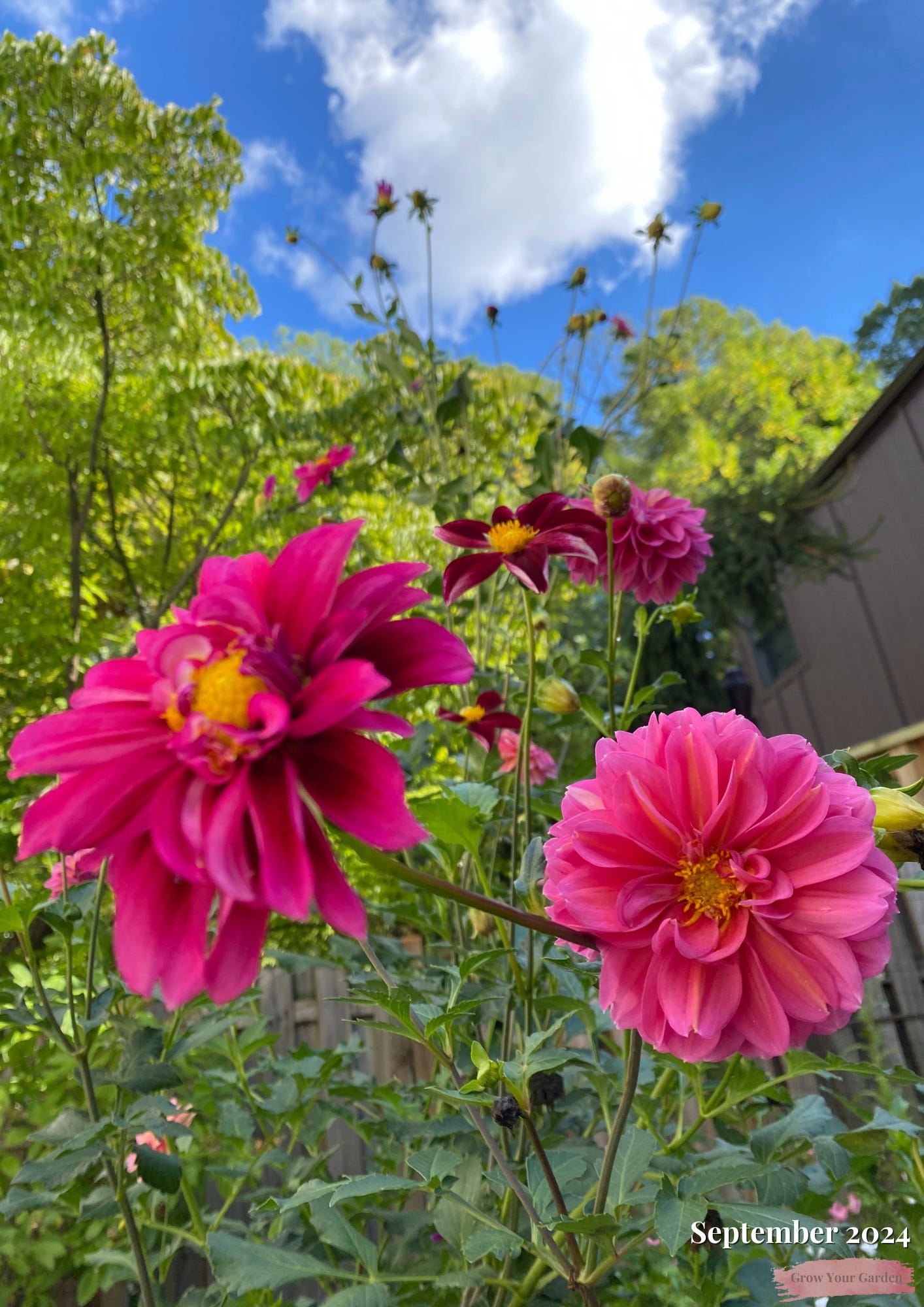 The Garden in September 2024 by Perrico Gardens