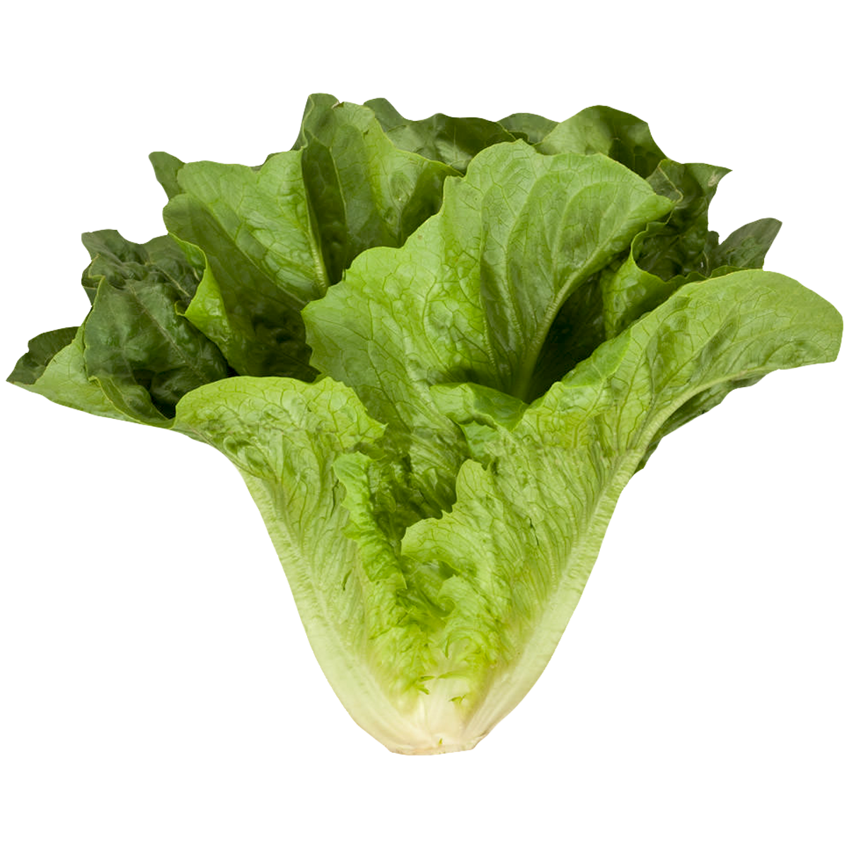 The Lettuce logo