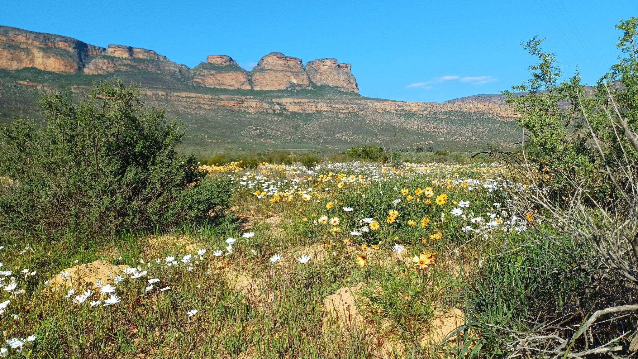 My Plant & Flower Notebook [part 1] dicki’s Substack