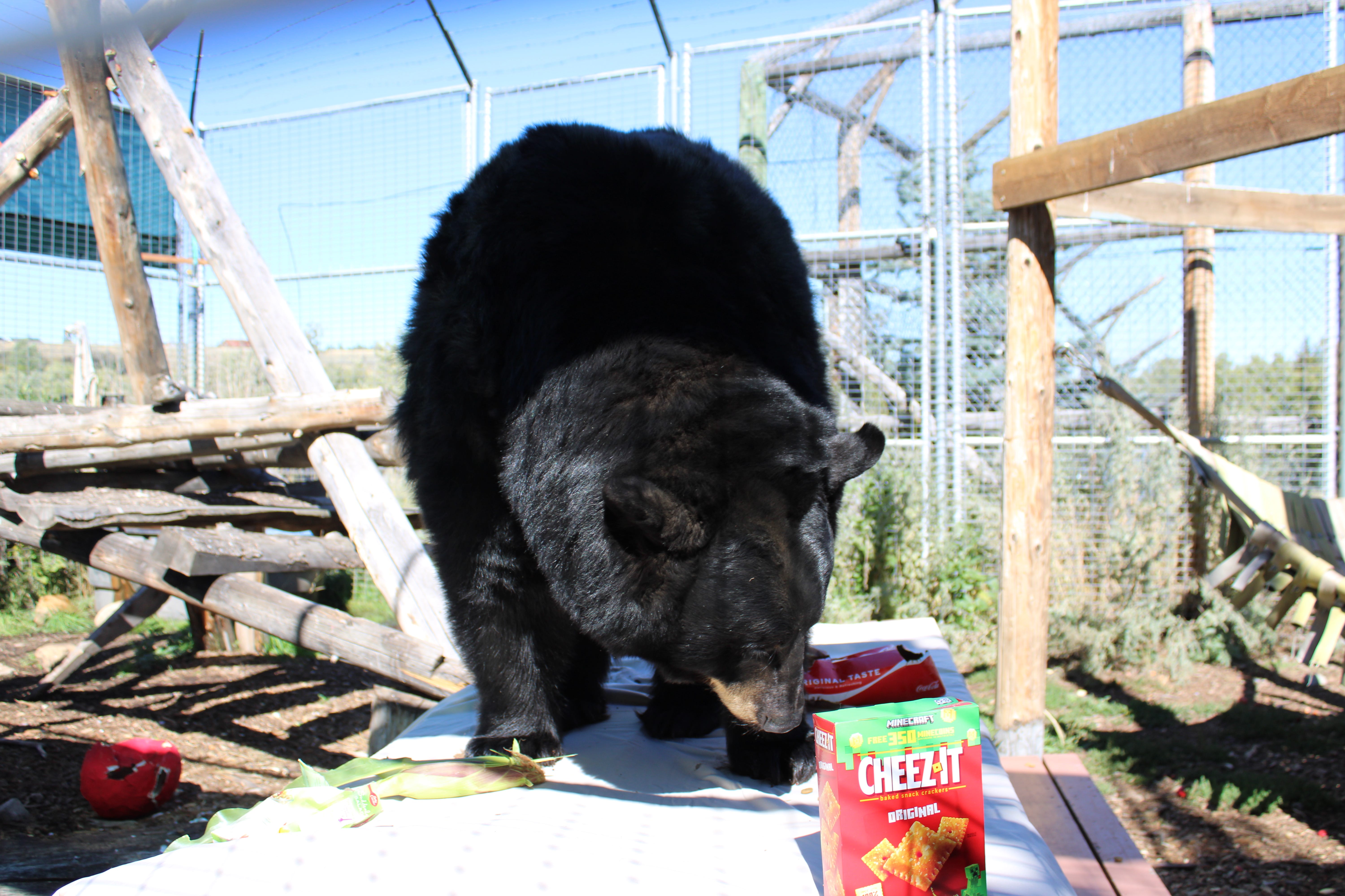 Saturday, May 25, is Bear Awareness Day at Yellowstone Wildlife