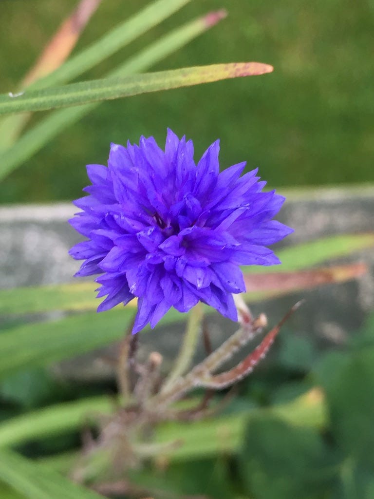 Sitting on a wall for you dallas’s Substack