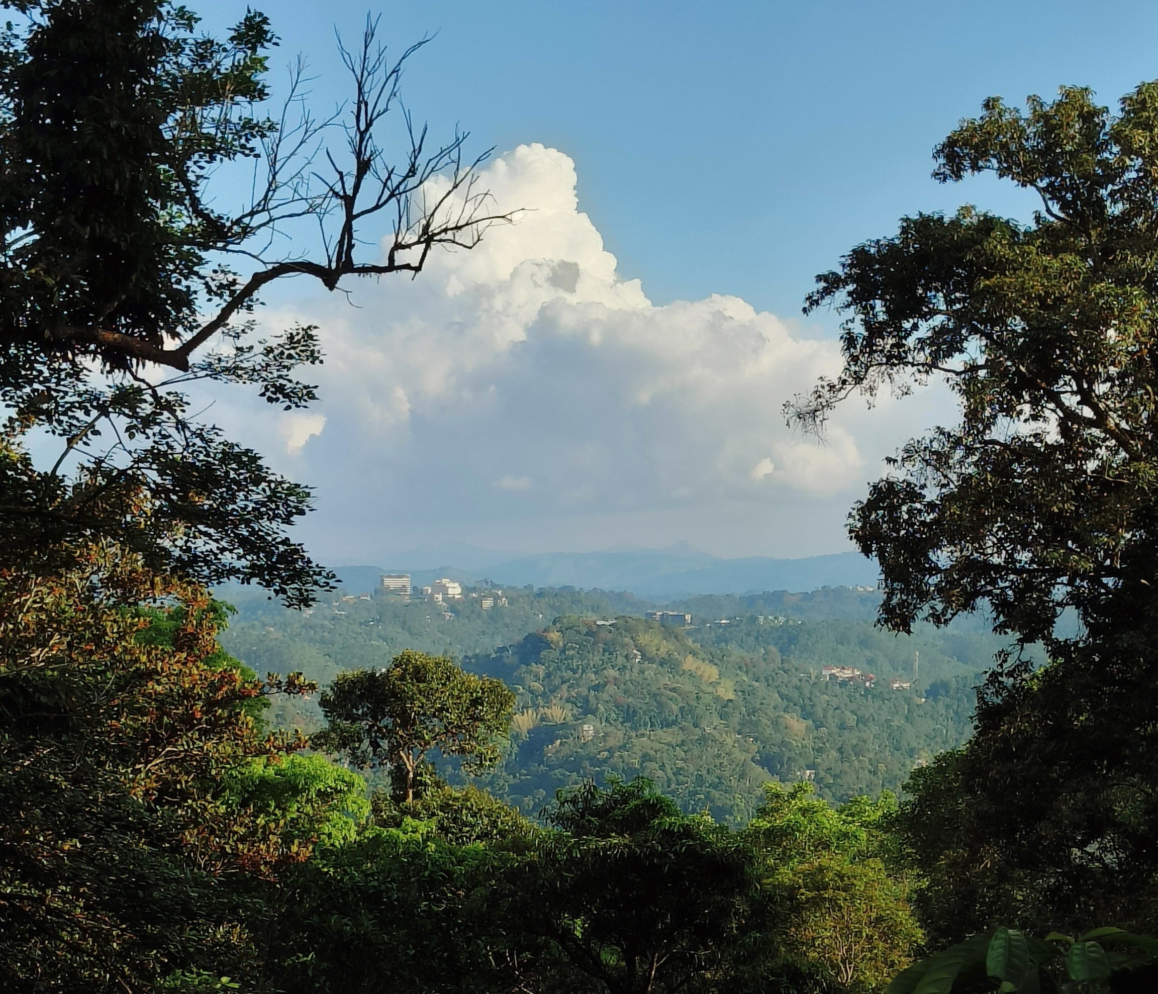 A view from the Munnar hills