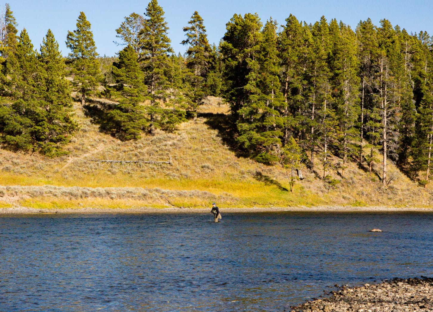 Fly Fishing Yellowstone National Park's Untamed Wilderness