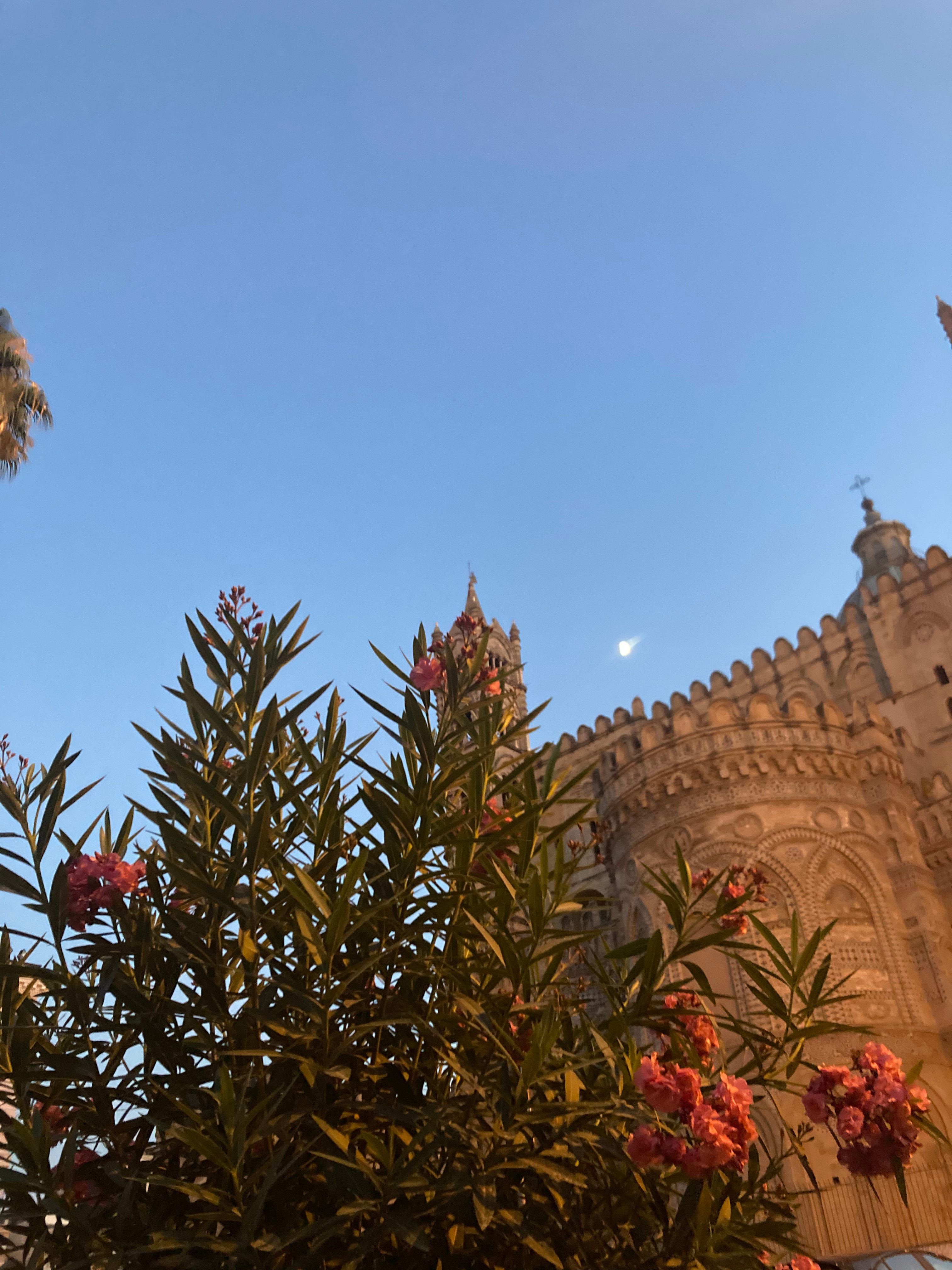 festa di santa rosalia - by rose lyddon