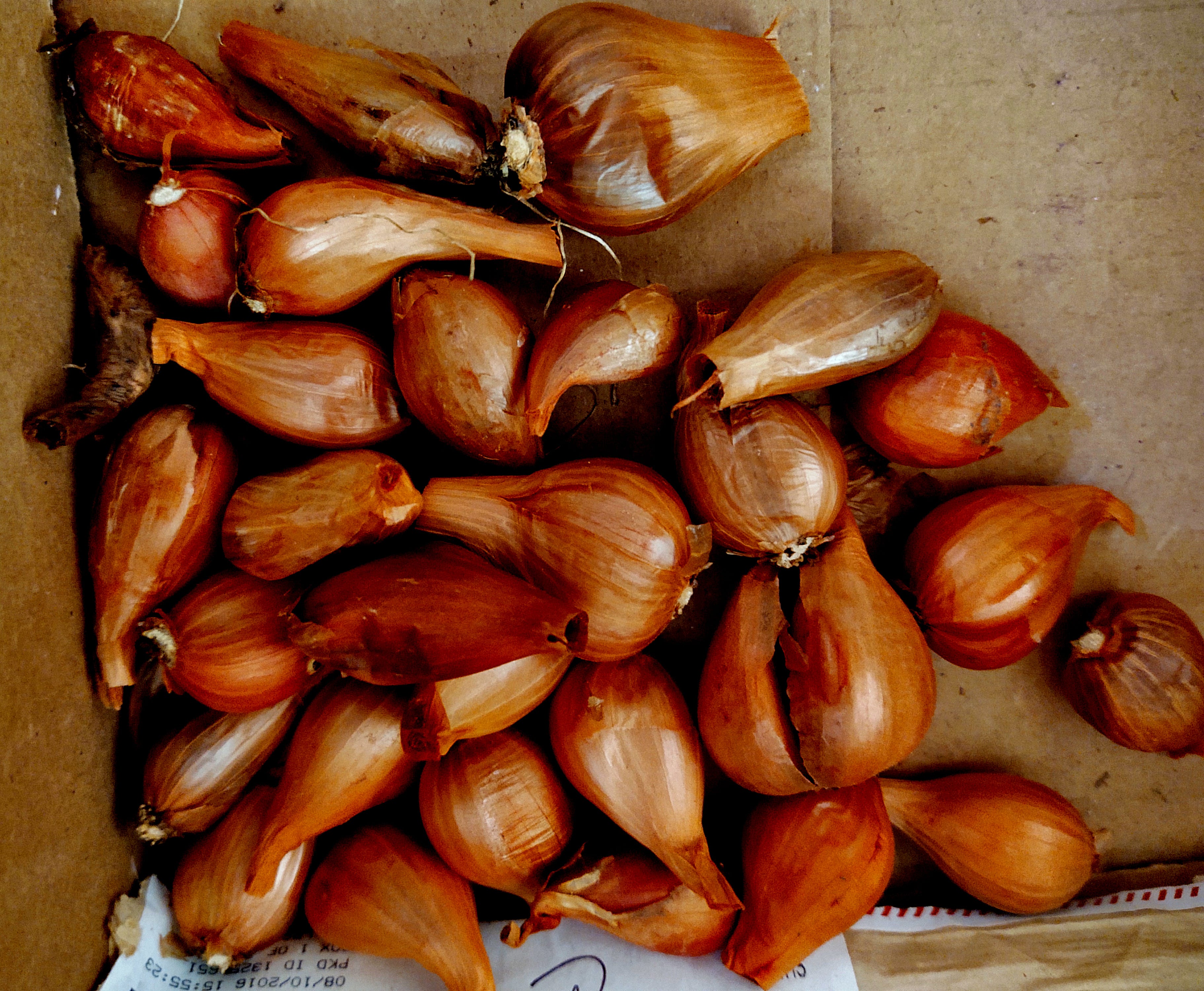 Helene by Henry Mitchell Drovers Gap