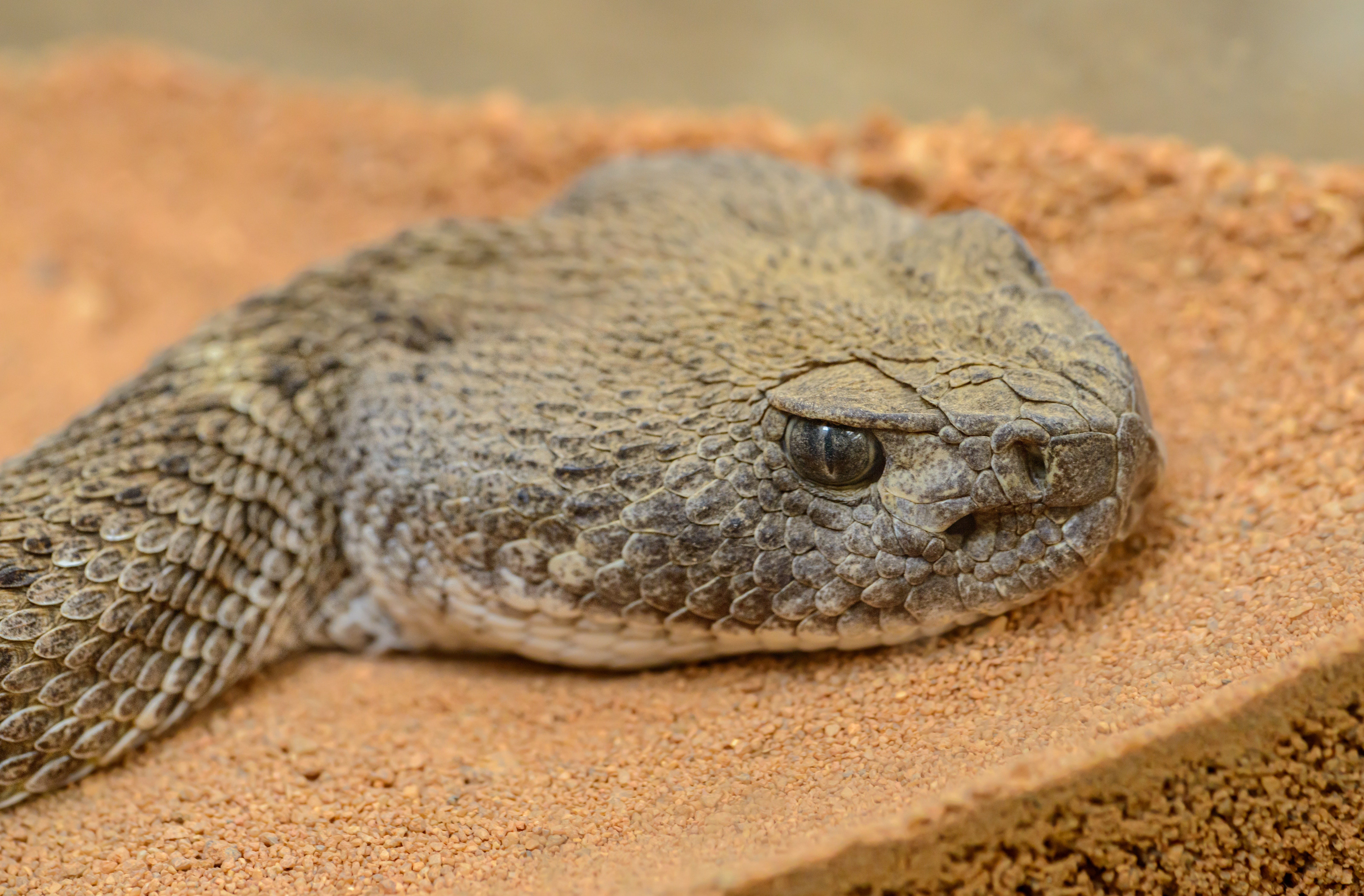 Coiled Grass Snake playing dead by lying upside down with