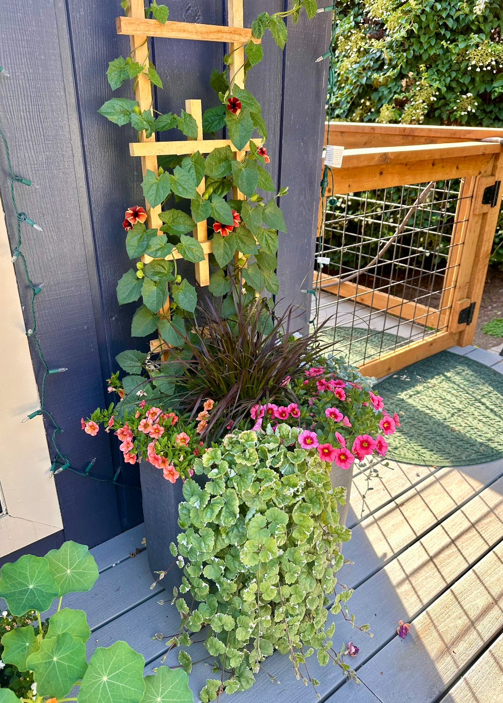 Vegetables for Containers and Up Trellises – Beyond Behnkes