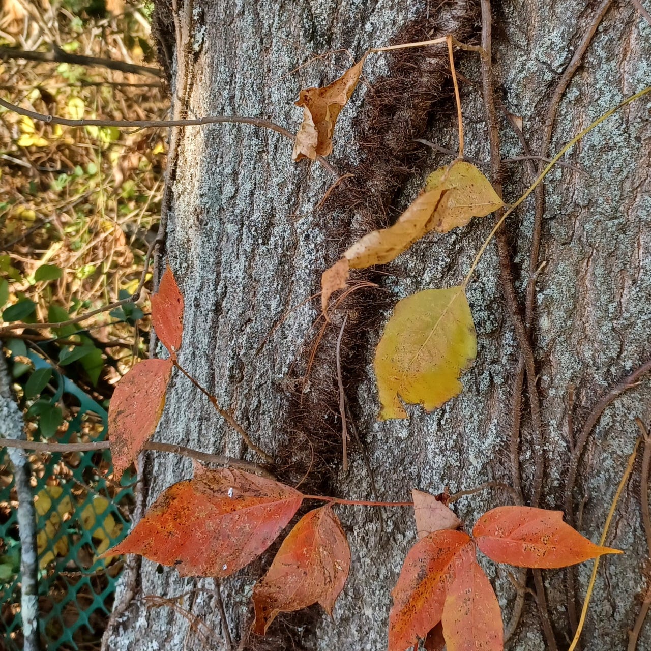 Poison Ivy House