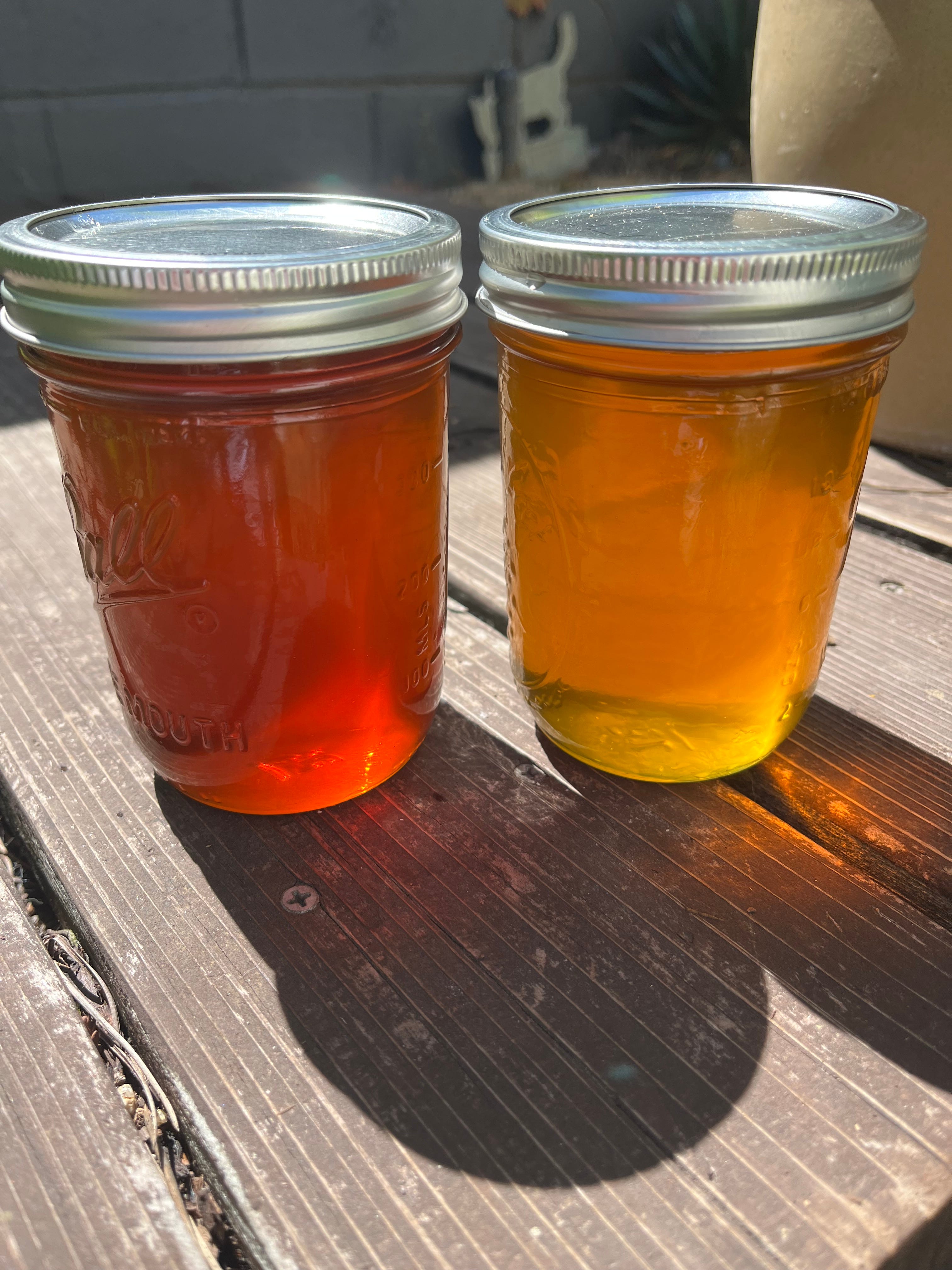 Fall Bee Update by Homestead Design Collective