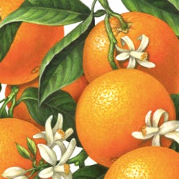 Artwork for the Orange Tree