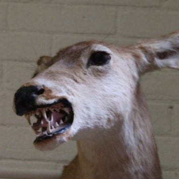 a dogmouth doe