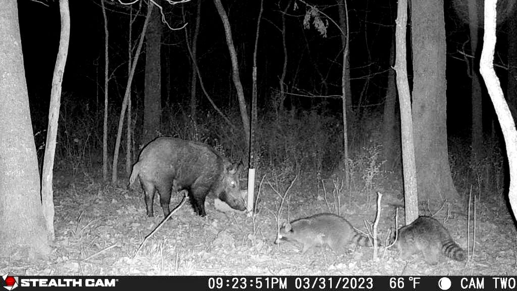 Turkey hunt turns up possum playing snake