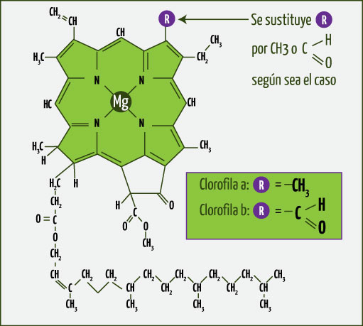 molécula de clorofila b