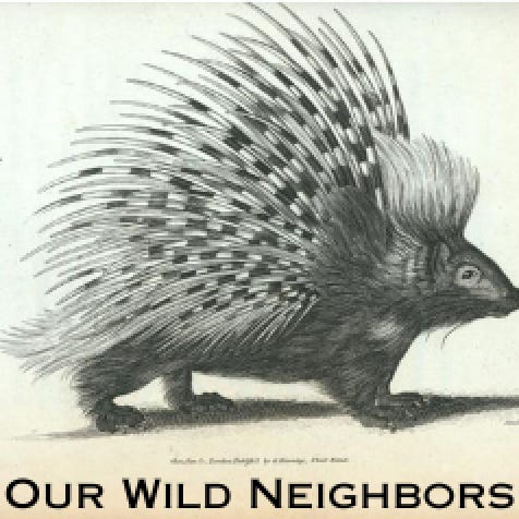 Our Wild Neighbors logo