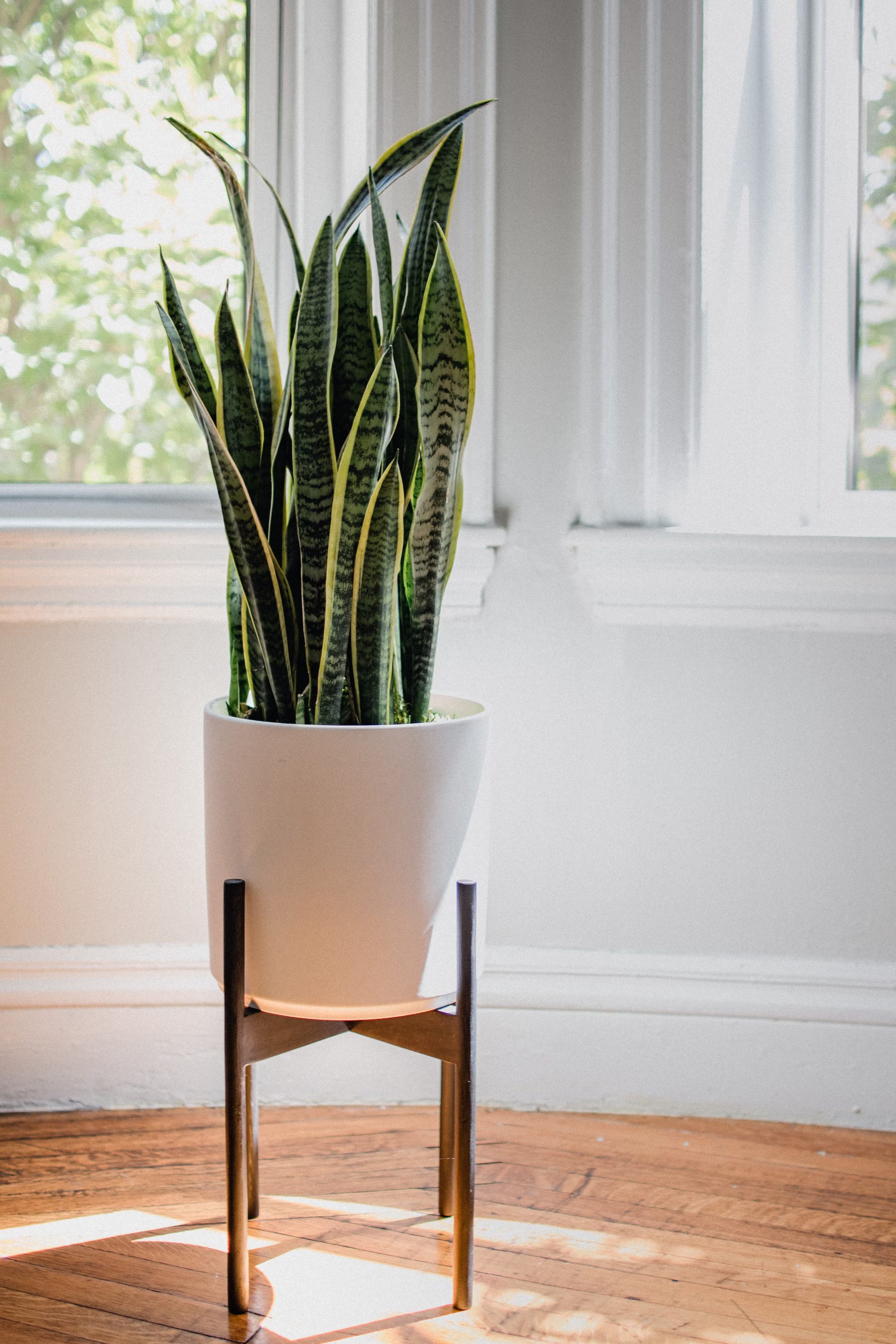what-your-garden-needs-in-january-wherever-you-are