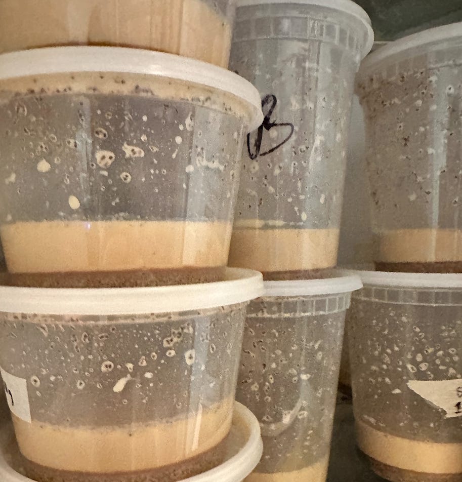 the milk brew — with finca milan nitro caturra
