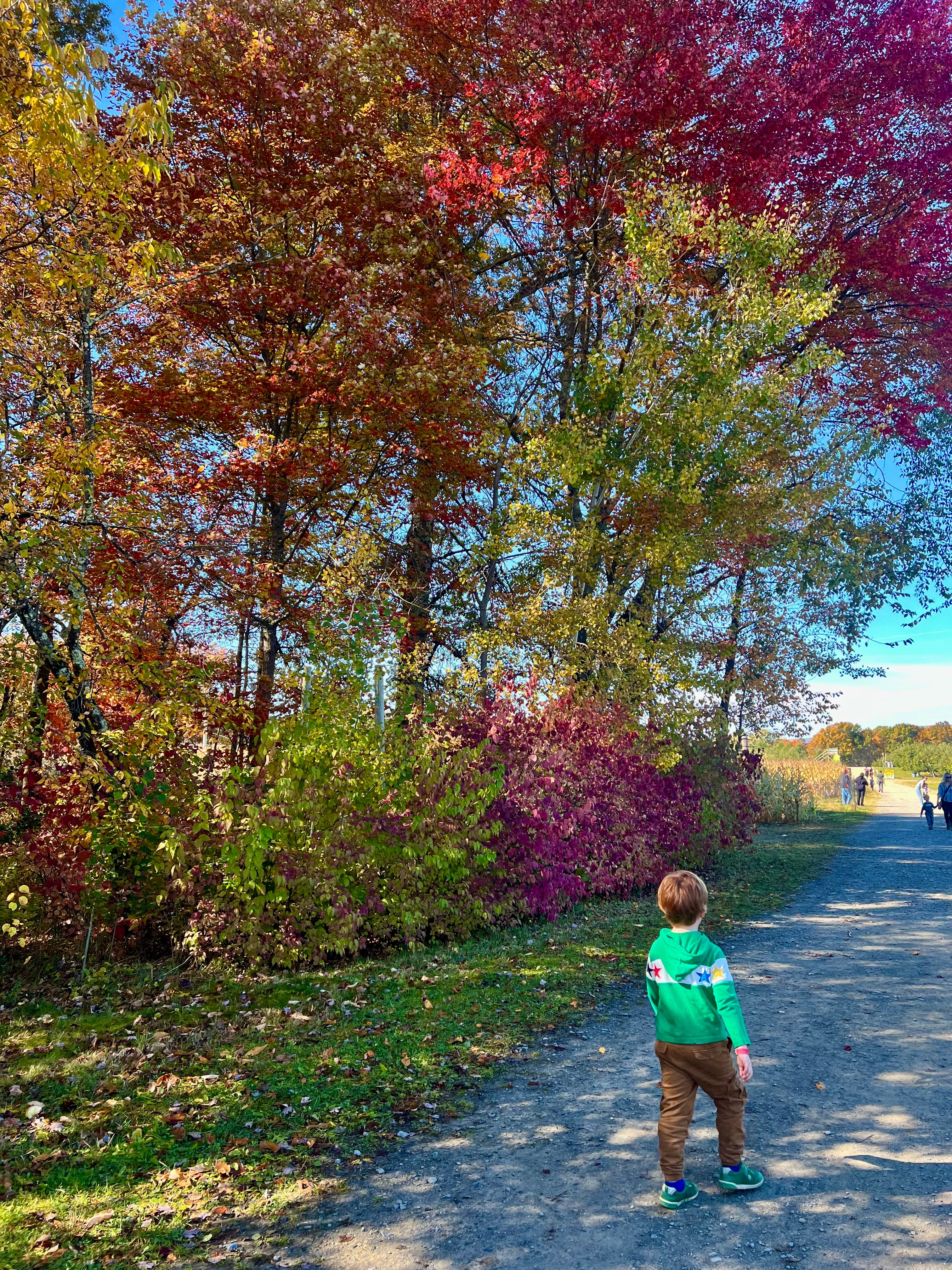 Autumn Leaves Falling Down Like Pieces Into Place