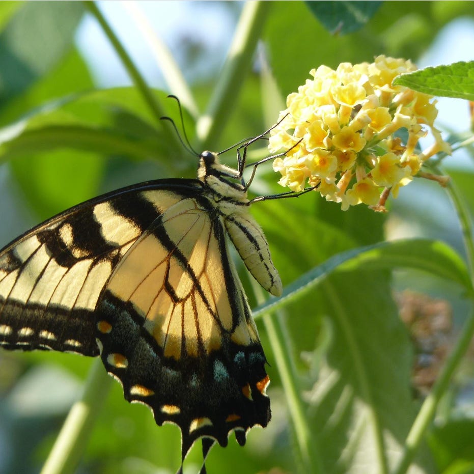 Butterfly Thoughts