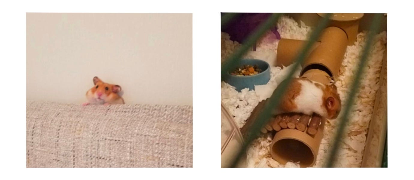 You Can’t Make This Shit Up by Joyce Y. Ng OPEN PANEL