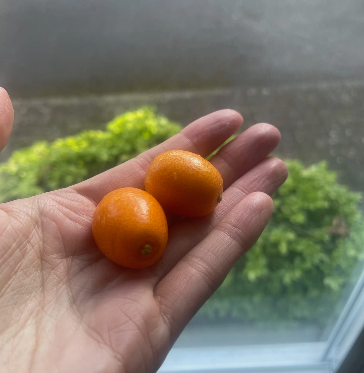 26 Kumquats by Annabelle Pastry etc.