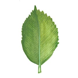 Sandra's Leaf